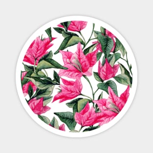 Pink bougainvillea Magnet